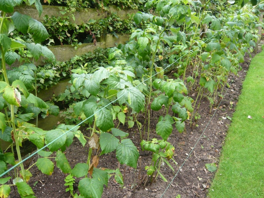 Tufișuri îngrijite în grădină