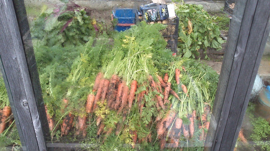 Anleitung zum Vorbereiten von Karottensamen zum Pflanzen