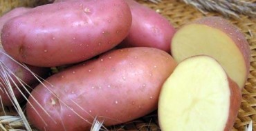 מגוון תפוחי אדמה ז'וקובסקי