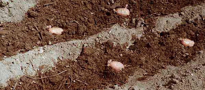 Welche Düngemittel sollten verwendet werden, wenn Kartoffeln in ein Loch gepflanzt werden?