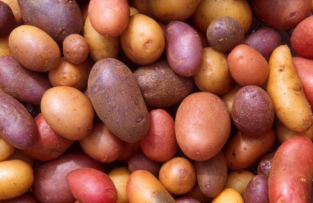 Cum să alegeți soiuri de cartofi pentru Rusia centrală