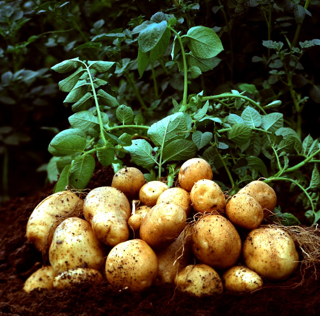 So erzielen Sie den maximalen Kartoffelertrag von 1 Hektar