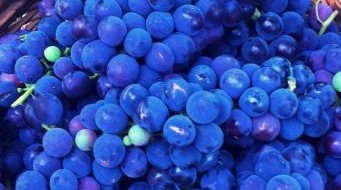 Isabella - reife blaue Frucht