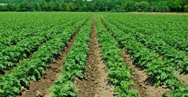 Bedden met aardappelen in het veld