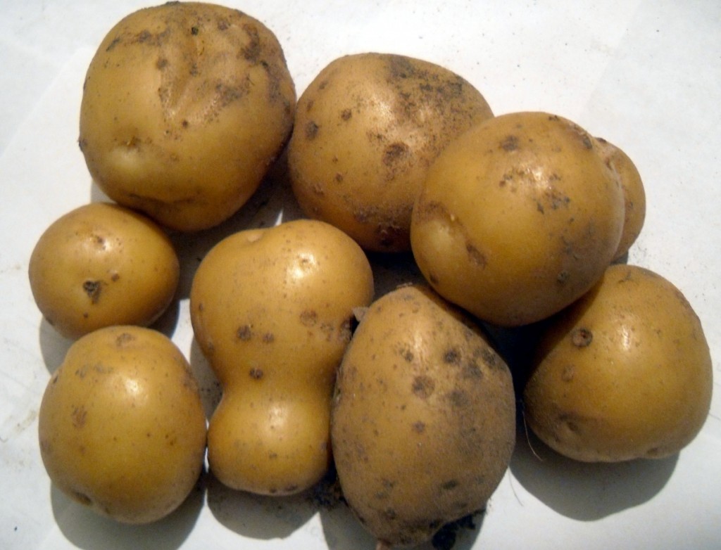Wie wählt man Kartoffelsorten für Zentralrussland