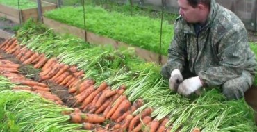 Gärtner und viele Karotten