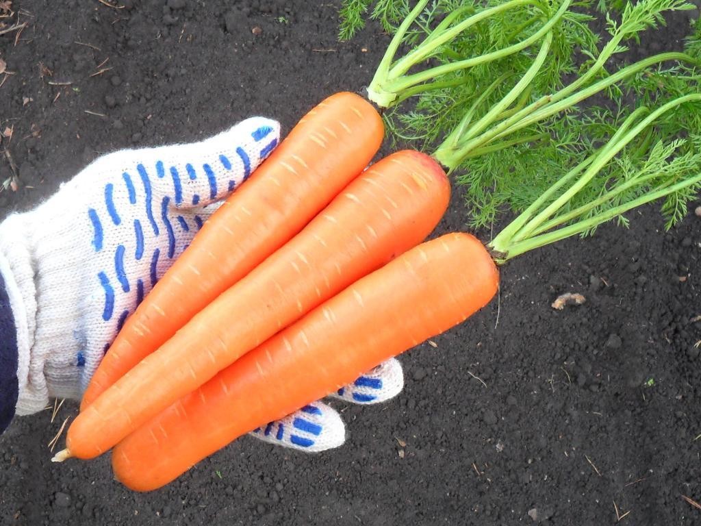 Care sunt cele mai bune soiuri de morcov pentru teren deschis
