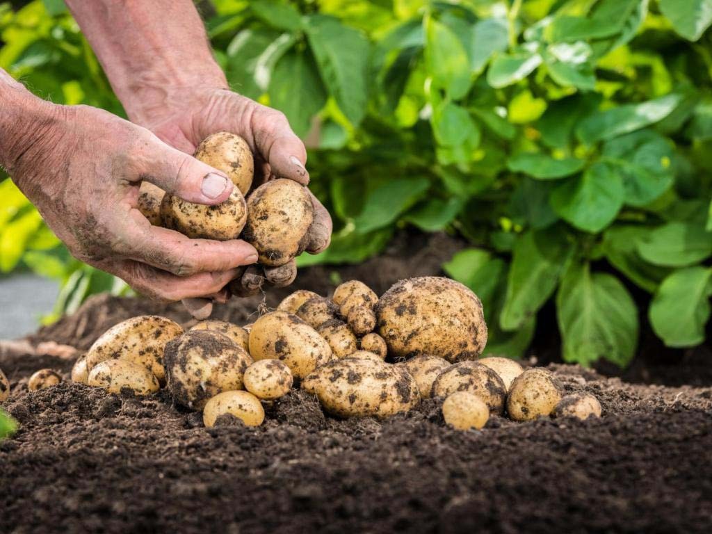 Ce îngrășământ este cel mai bun pentru cartofi la plantare