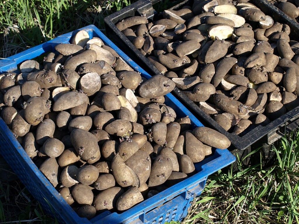 Cum se tratează cartofii înainte de plantare cu insecticid Tabu