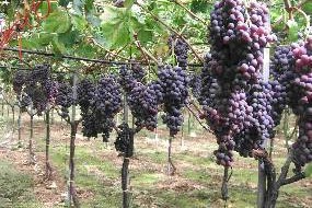 Weintrauben im Garten