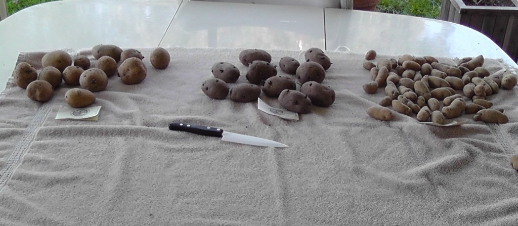 كيفية تحضير البطاطس بشكل صحيح للزراعة