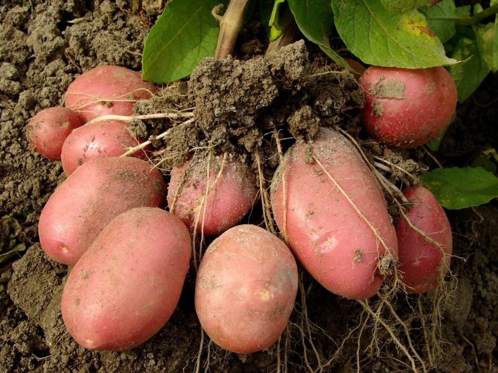 Caracteristicile și cultivarea soiului de cartof Rosara