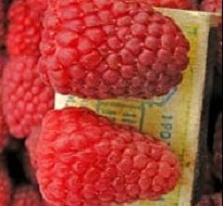 Fructe de zmeură în fotografie