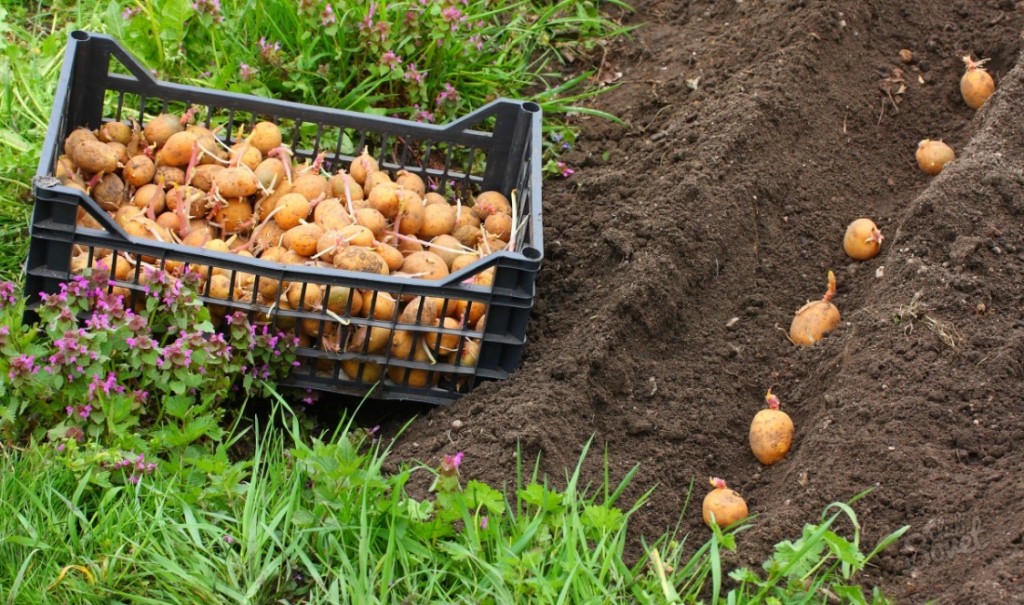 Technologie zum Anpflanzen von Kartoffeln mit einem handgeführten Traktor mit einem Hiller