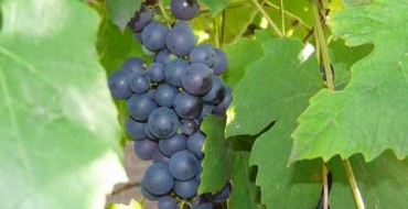 Ein Haufen verdorbener Weintrauben auf einem Ast