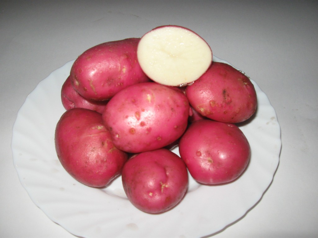 خصائص وزراعة صنف البطاطس روزارا