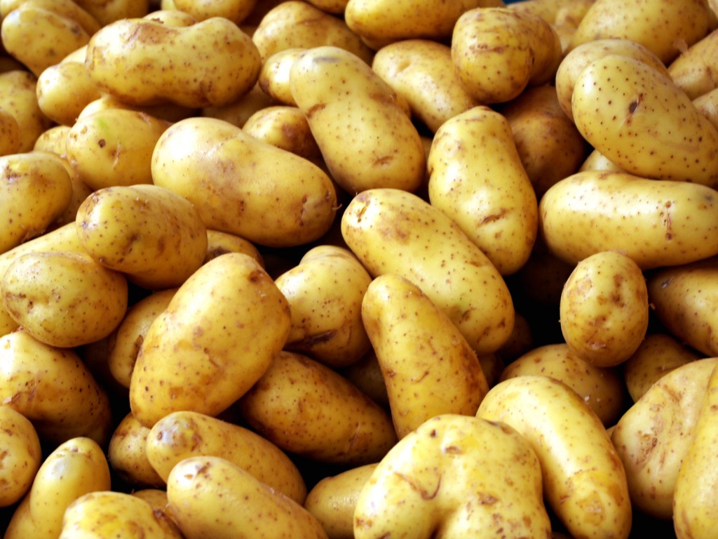 Schukowski-Kartoffeln auf dem Foto
