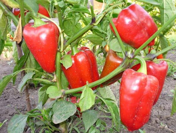 Rotes süßes Gemüse abgebildet