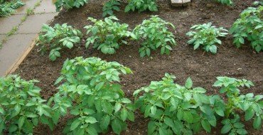Kartoffelsträucher im Garten