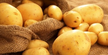 حصاد البطاطس ينتظر الزراعة