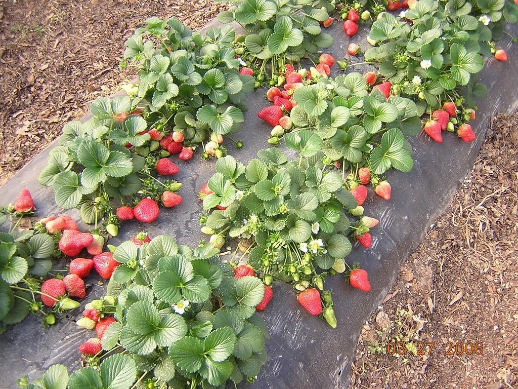Ein Bett aus Erdbeeren auf dem Foto