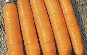 Lange Karottensorte auf dem Foto
