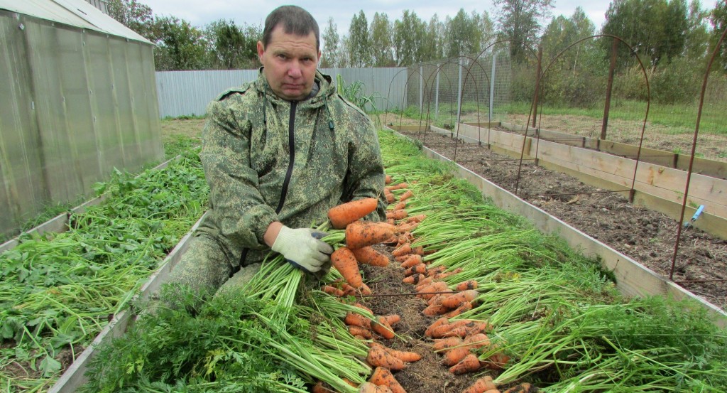 Soiuri potrivite de morcovi pentru depozitarea pe timp de iarnă