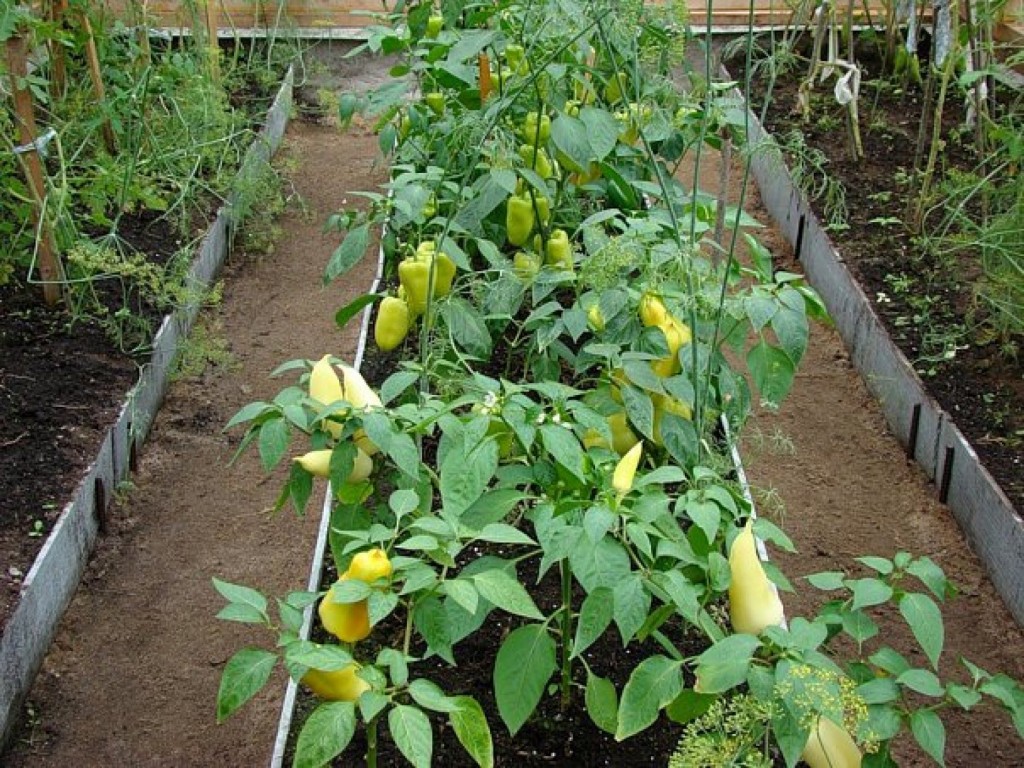 Grădină cu legume dulci