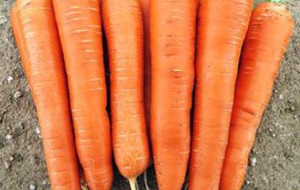 Eine frühe Karottensorte auf dem Foto