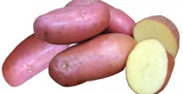 Cutaway von Rosara-Kartoffeln