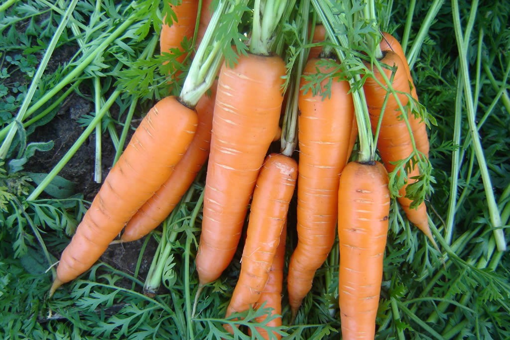 Reguli pentru creșterea morcovului și îngrijirea în aer liber