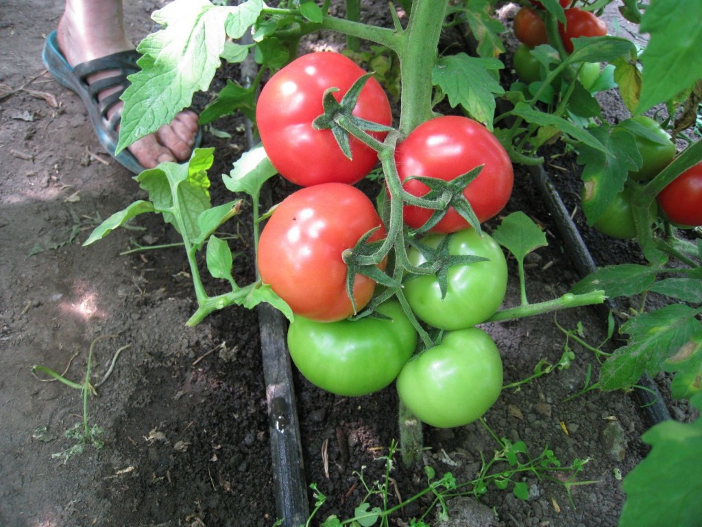 طماطم حمراء وخضراء