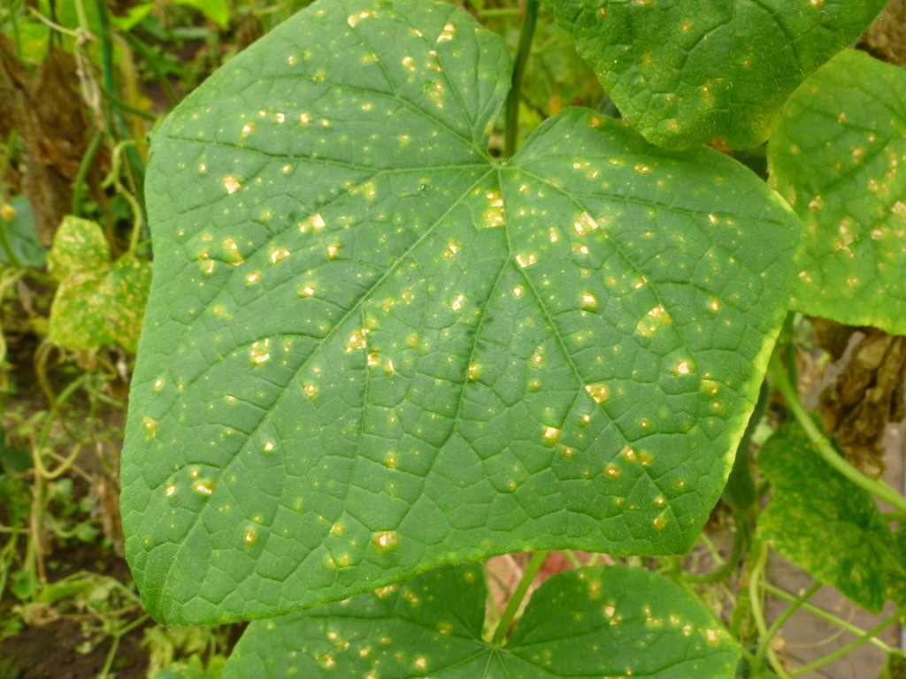 Infecții virale pe frunză