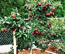 Pommier nain dans le jardin