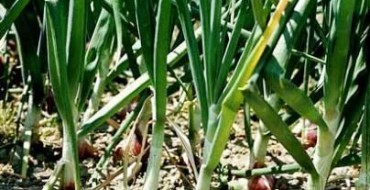 Bulbs emerge from the ground