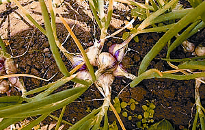 Plusieurs bulbes de la variété Family