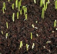 Wachsen aus Samen im Boden