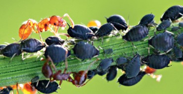 Blaue Blattlaus auf einem Pflanzenfoto