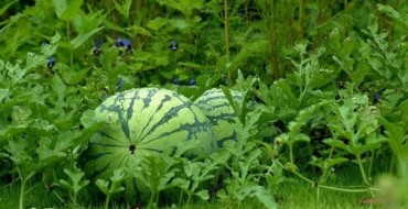 Foto van watermeloen in het gras