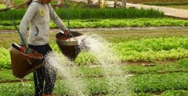 Schnappschuss für die Handbewässerung des Gemüsegartens