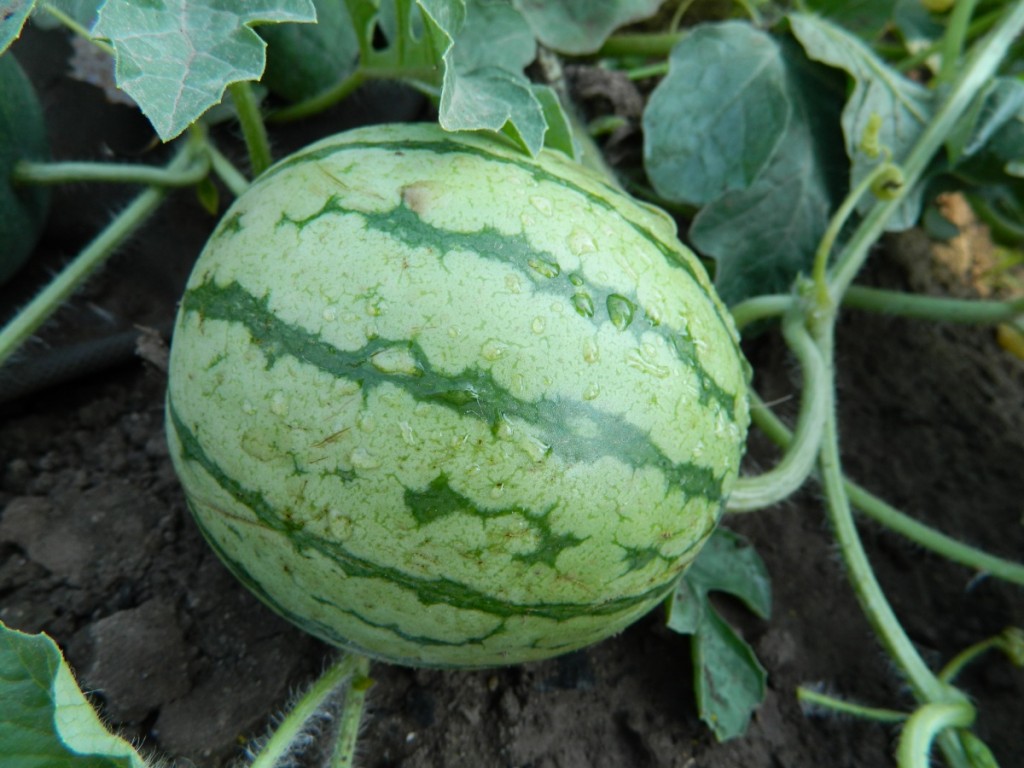 Bewässerte Wassermelone und Feuchtigkeitsmodus