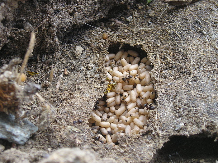 Multe larve sub pământ
