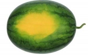 صور البطيخ المصفر الناضج