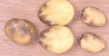Foto von Kartoffeln mit Krautfäule