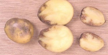 Foto van aardappelen besmet met Phytophthora