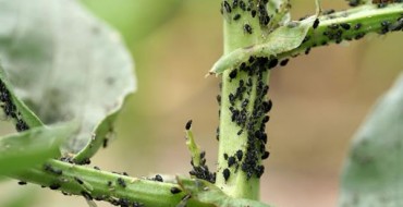 Photo of aphids on a stem