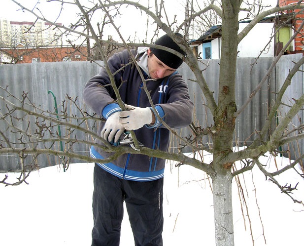 Mann und Arbeit beim Beschneiden von Ästen im Winter
