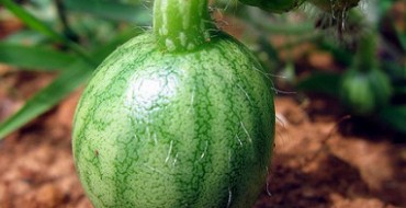 كيفية تحضير شتلات البطيخ