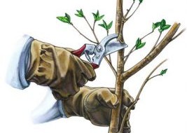 Illustration einer Gartenschere, die daran arbeitet, einen Baum zu beschneiden