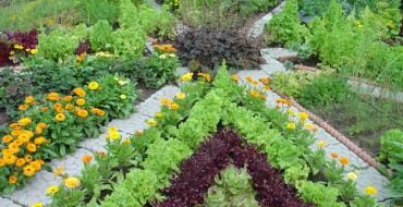 Comment planter correctement les légumes